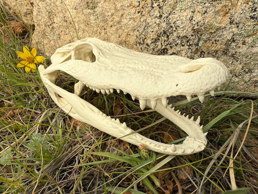 Alligator Skull Exact Replica, Fossil Bones Specimen, Science Education, Taxidermy, Decor