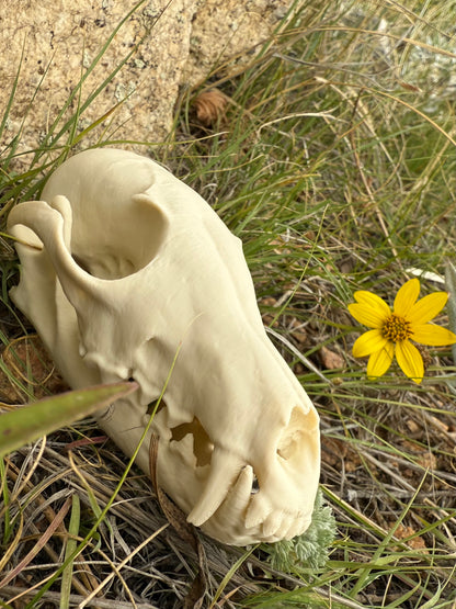 Fox Skull Replica, Full Size, Fossil Bone Specimen