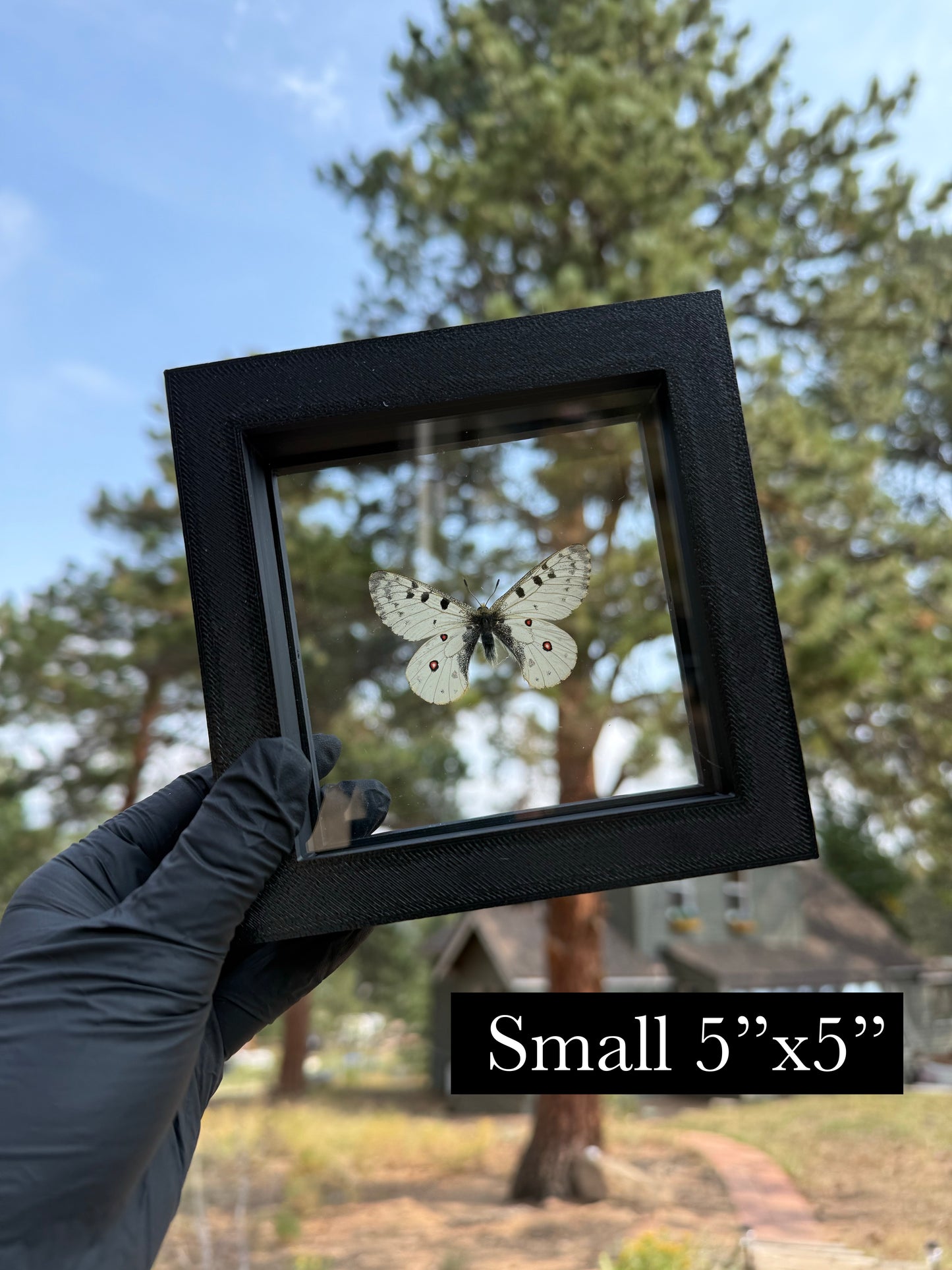 DOUBLE GLASS Shadow box Frames, FRAME ONLY Insect and Butterfly Display Floating Frame