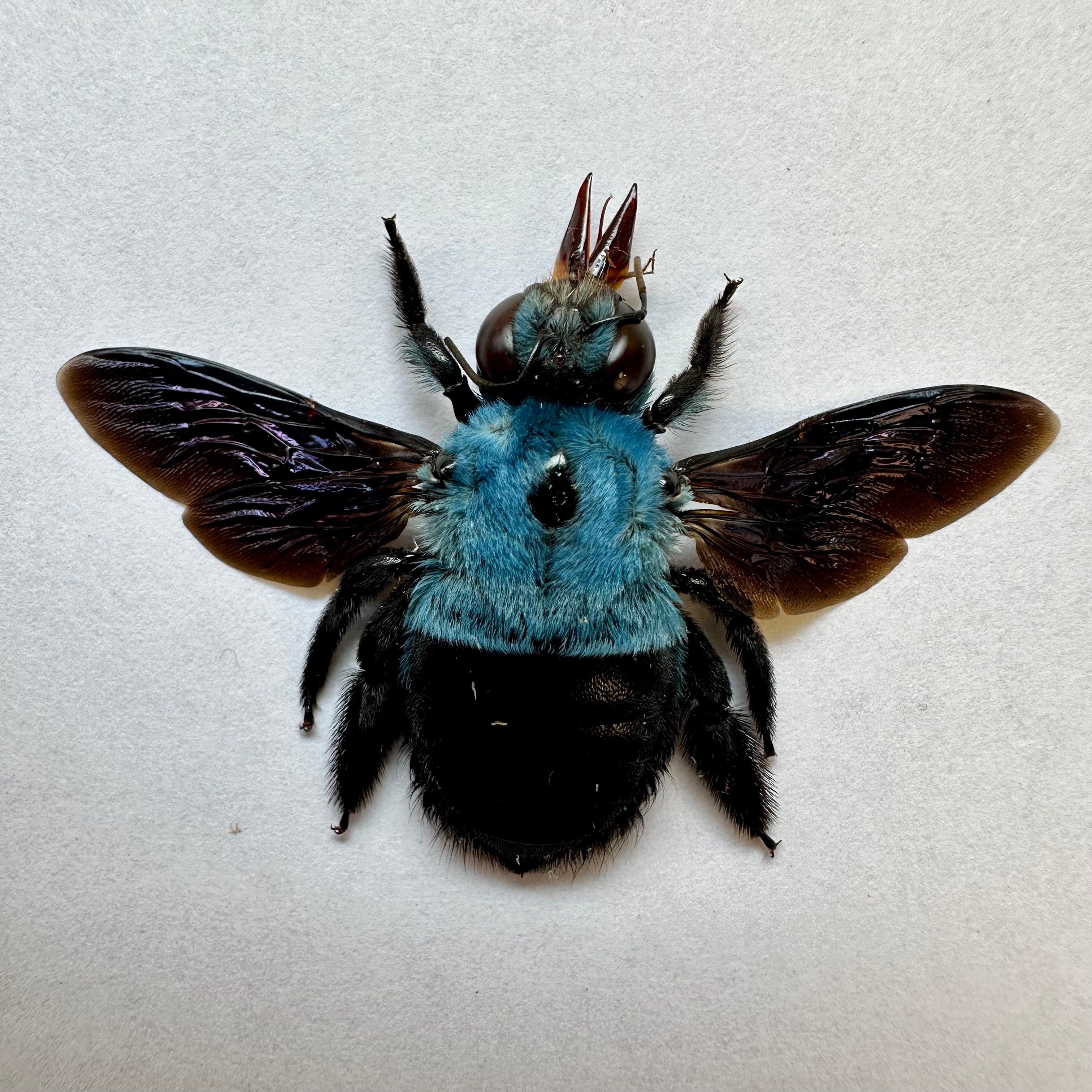 Xylocopa caerulea, Blue Carpenter Bee
