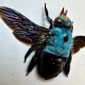 Xylocopa caerulea, Blue Carpenter Bee