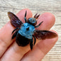 Xylocopa caerulea, Blue Carpenter Bee