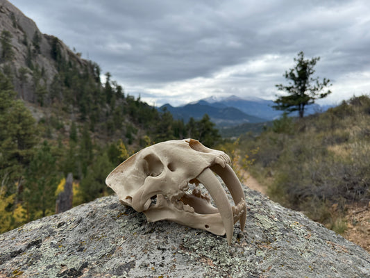 Saber-tooth Tiger Skull Exact Replica, Full Size, Smilodon fatalis