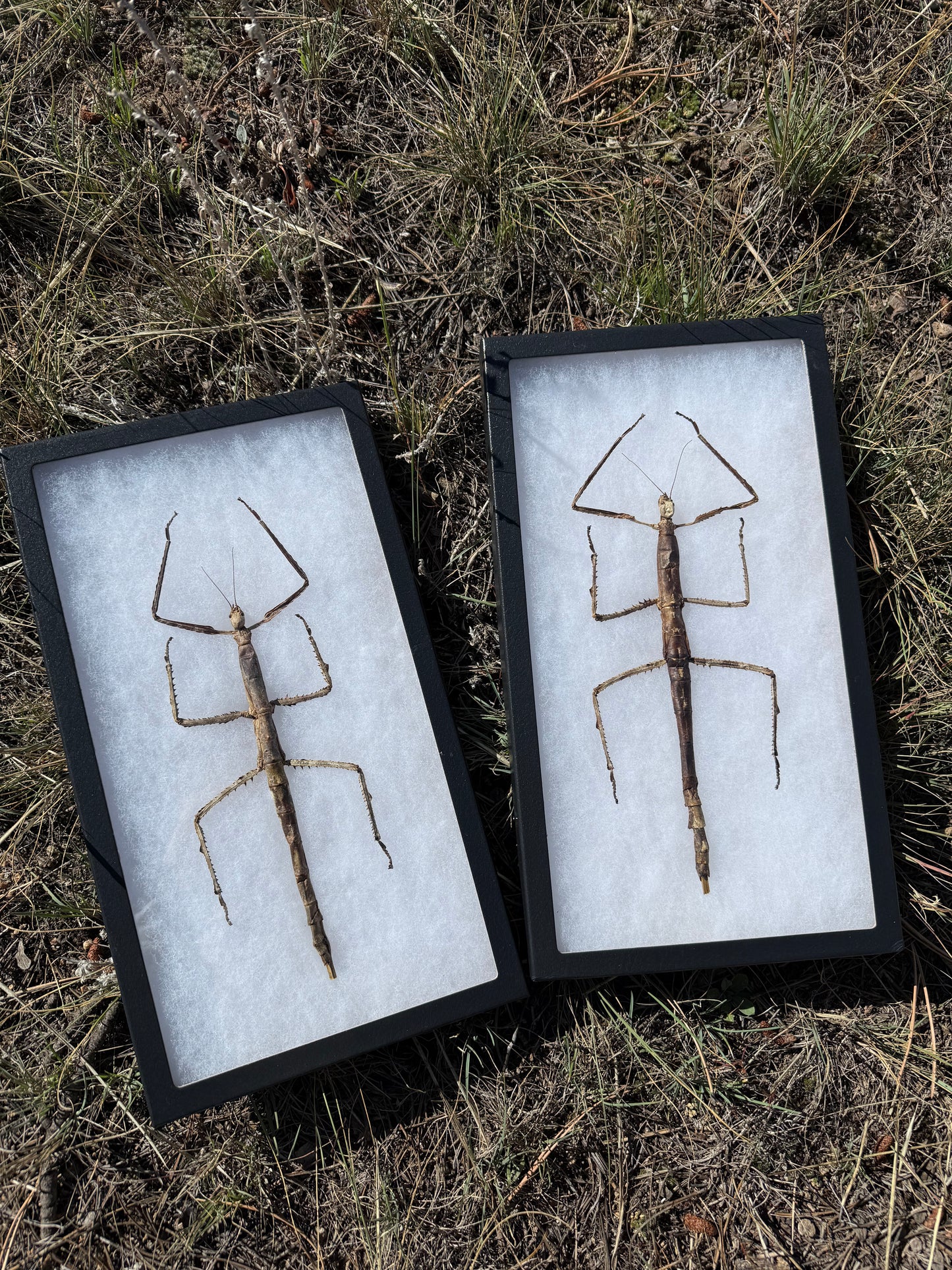 SPREAD and framed Giant Stick Insect 'Tirachoidea westwoodi'