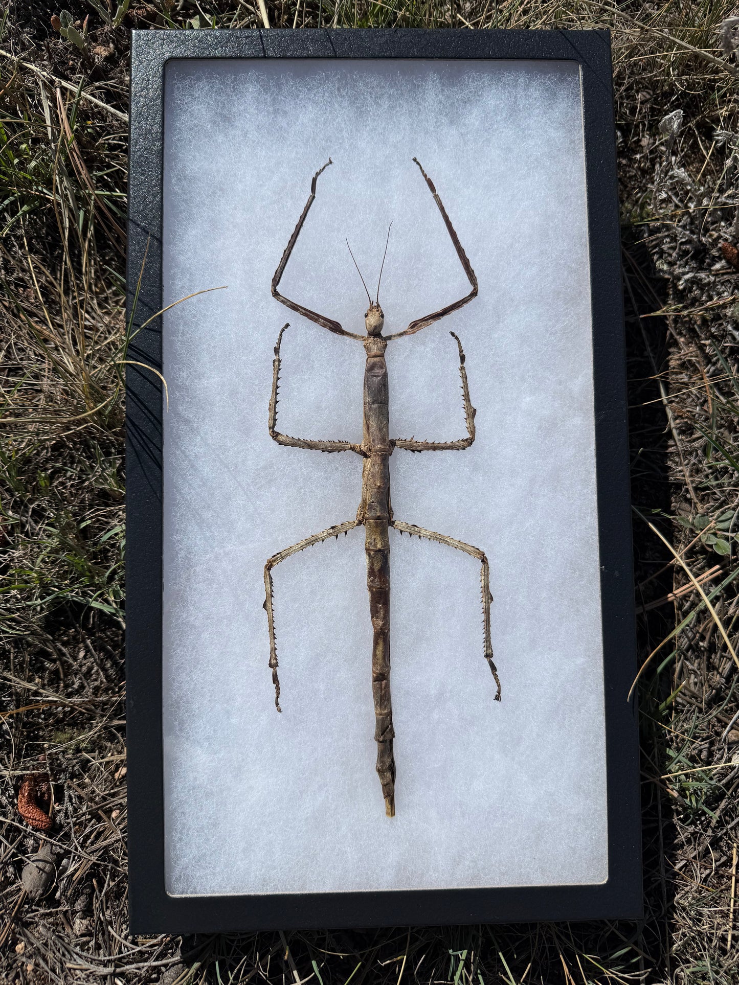 SPREAD and framed Giant Stick Insect 'Tirachoidea westwoodi'
