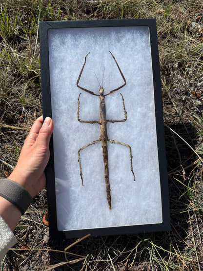 SPREAD and framed Giant Stick Insect 'Tirachoidea westwoodi'
