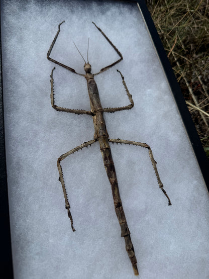 SPREAD and framed Giant Stick Insect 'Tirachoidea westwoodi'