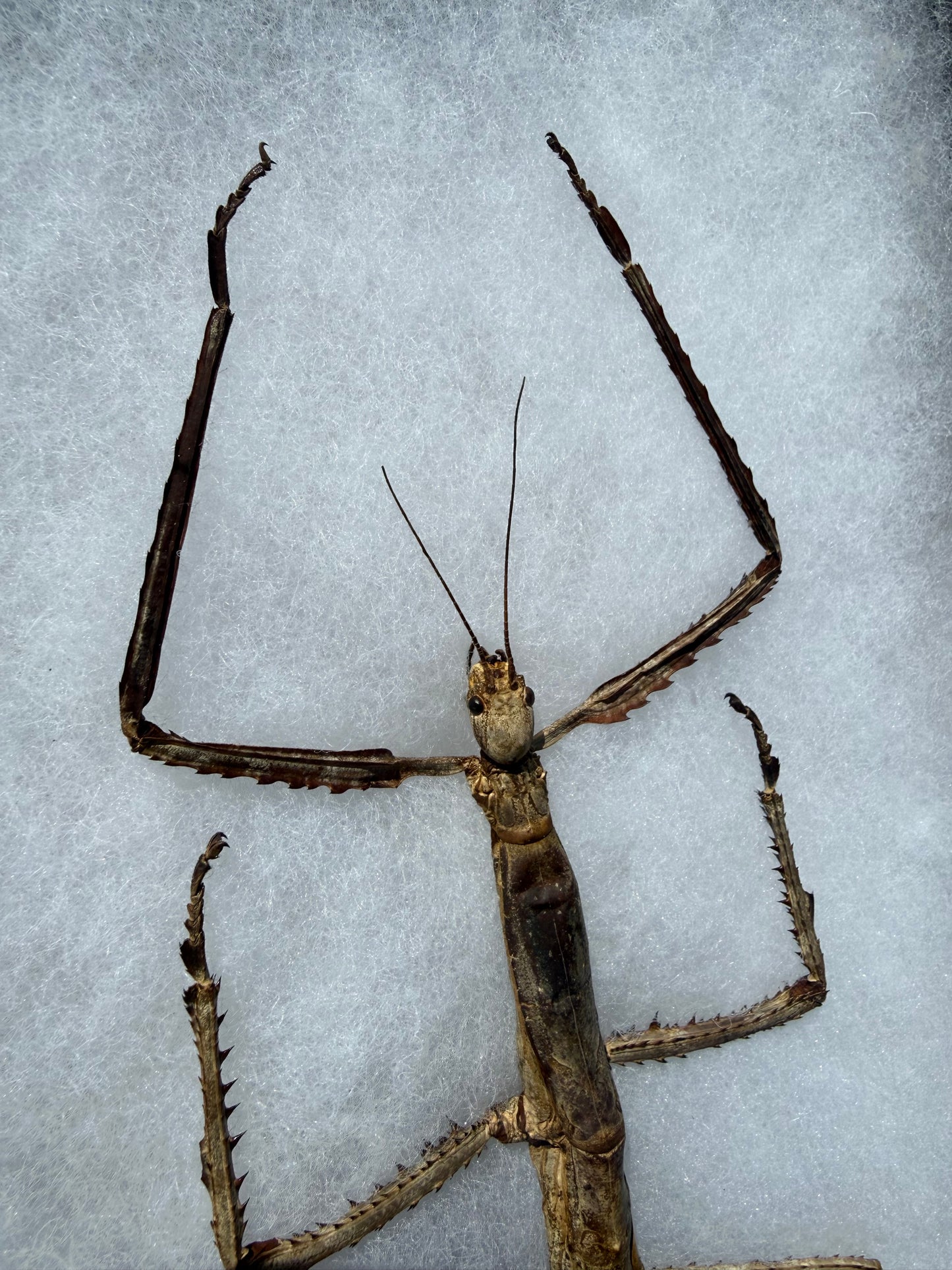 SPREAD and framed Giant Stick Insect 'Tirachoidea westwoodi'