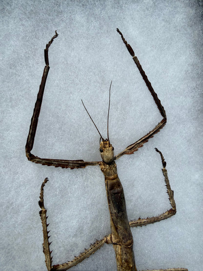 SPREAD and framed Giant Stick Insect 'Tirachoidea westwoodi'