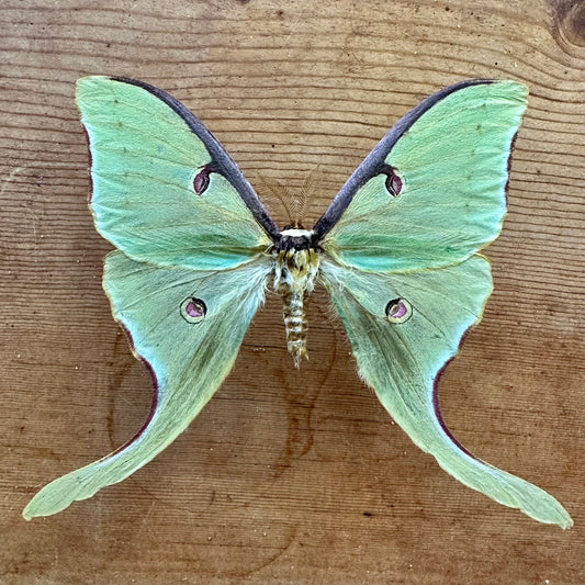 Actias luna REAL Green Luna Moon Moth