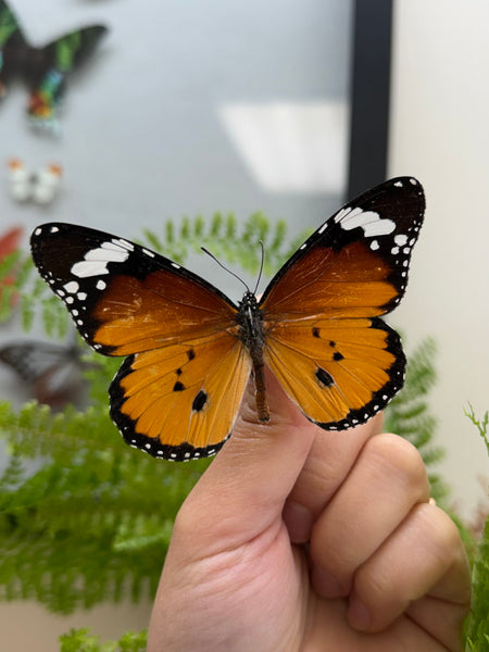 African Monarch Danaus chrysippus Butterfly Unmounted – The Little