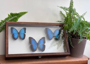 Insect Butterfly Wooden Display Case Cabinet CASE ONLY