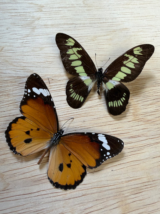 2 Spread butterflies, not framed Lot 524