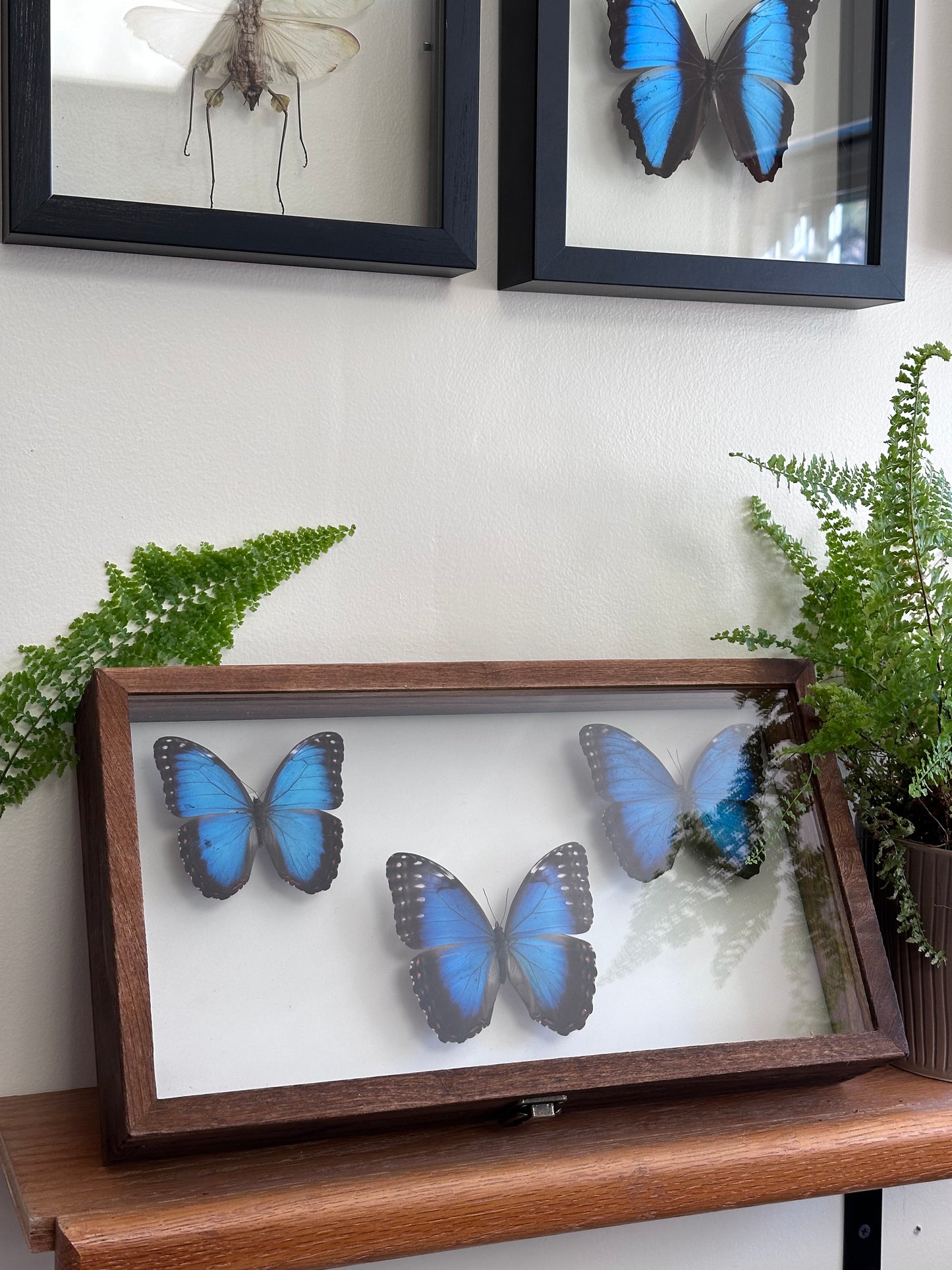 Insect Butterfly Wooden Display Case Cabinet CASE ONLY