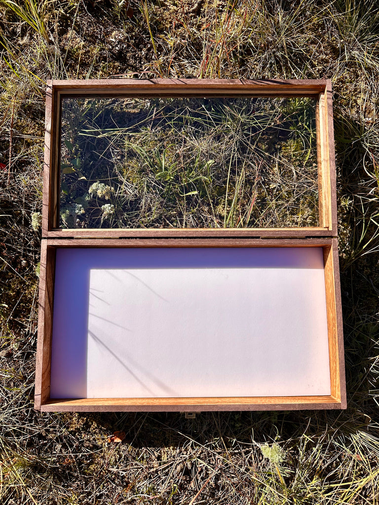 Insect Butterfly Wooden Display Case Cabinet CASE ONLY – Little ...