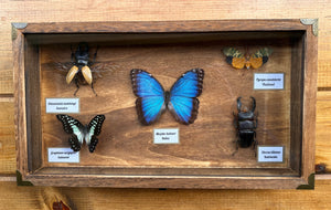 Insect & Butterfly Display Case Cabinet Case INSECTS INCLUDED!