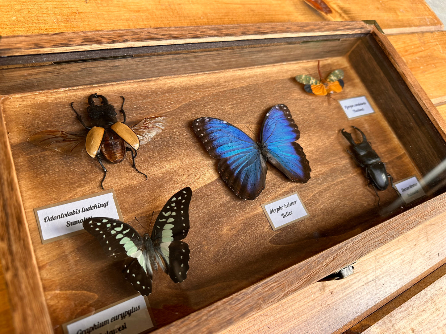 Insect & Butterfly Display Case Cabinet Case INSECTS INCLUDED!