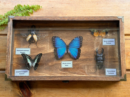 Insect & Butterfly Display Case Cabinet Case INSECTS INCLUDED!