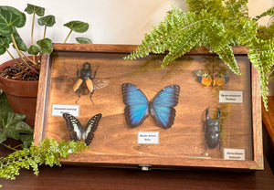 Insect & Butterfly Display Case Cabinet Case INSECTS INCLUDED!