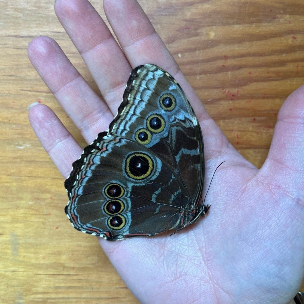 Blue Morpho Butterfly A1/A1- REAL Morpho didius HUGE