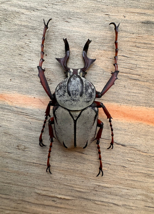 REAL Reindeer Horn Antler Beetle 'Dicranocephalus wallichii'