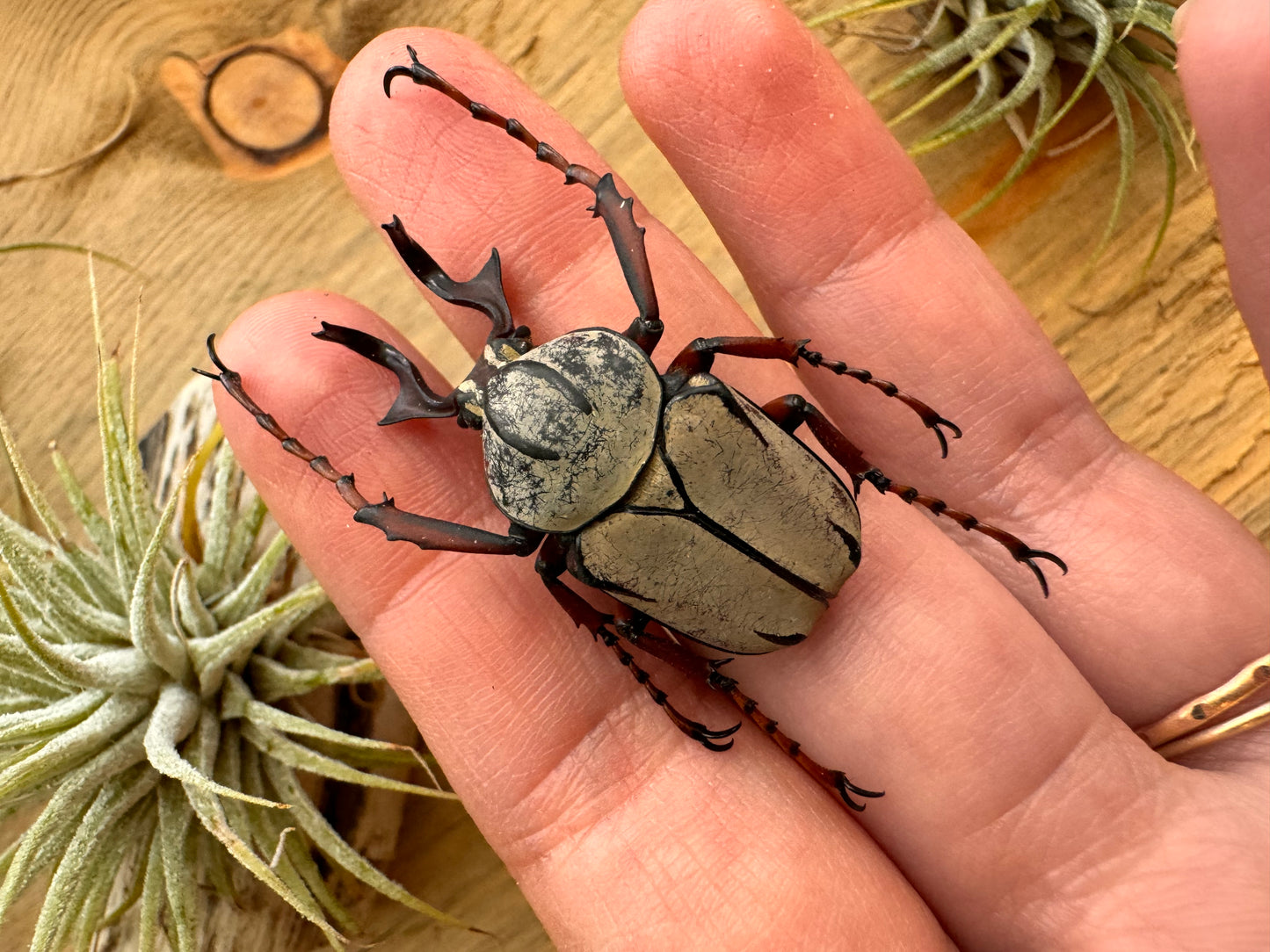 REAL Reindeer Horn Antler Beetle 'Dicranocephalus wallichii'