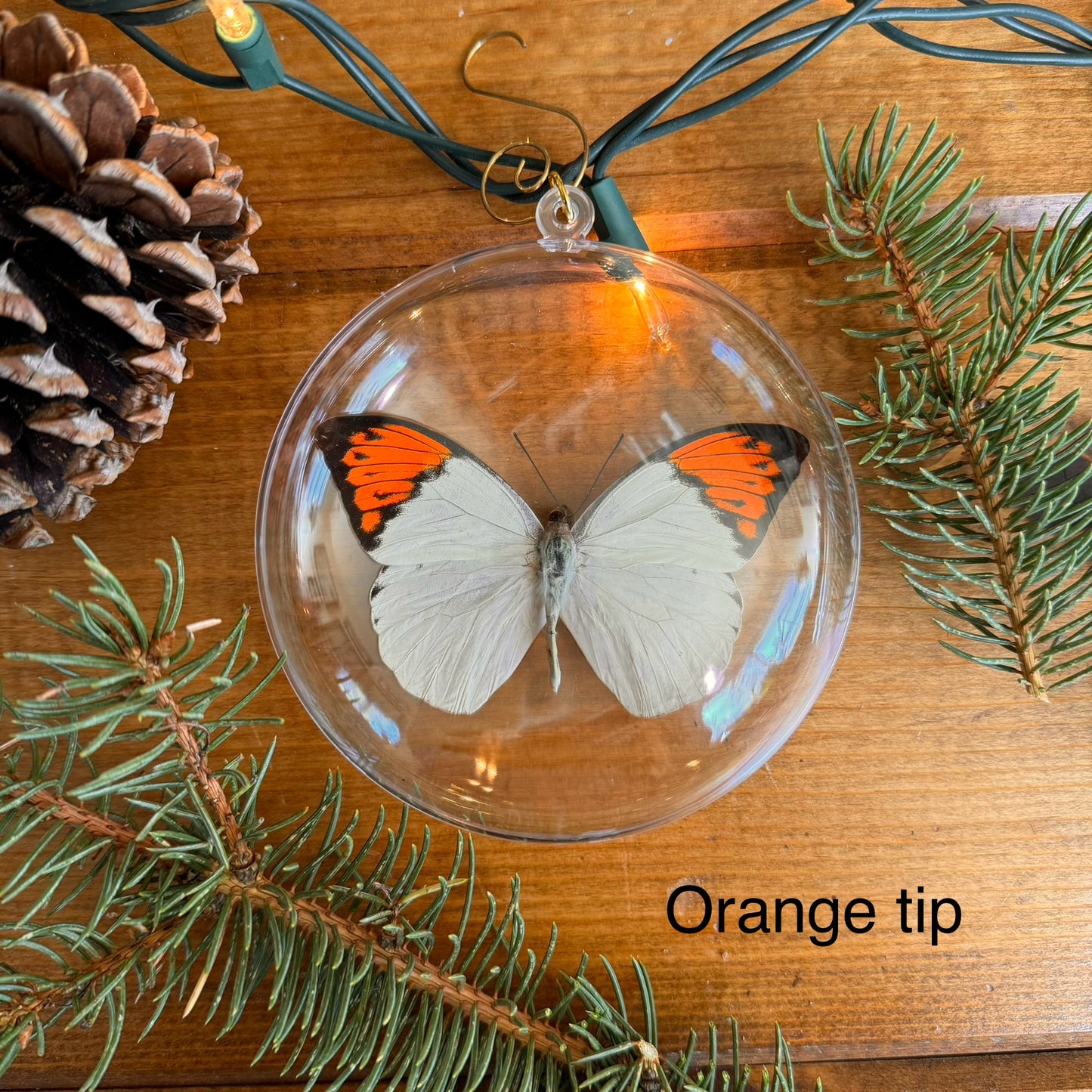 REAL Butterfly Christmas Tree Ornaments