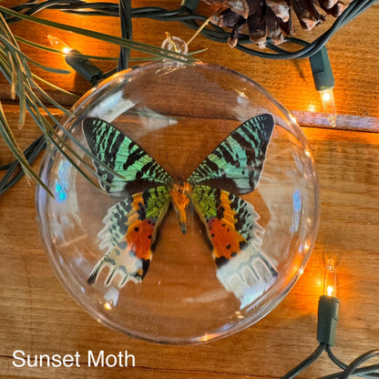 REAL Butterfly Christmas Tree Ornaments