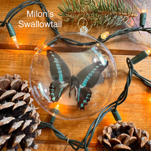 REAL Butterfly Christmas Tree Ornaments