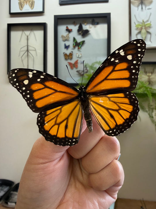 Monarch Butterfly 'Danaus plexippus' Unspread Butterfly