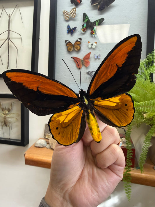 Spread Wallace's Golden Birdwing Butterfly Lot 304