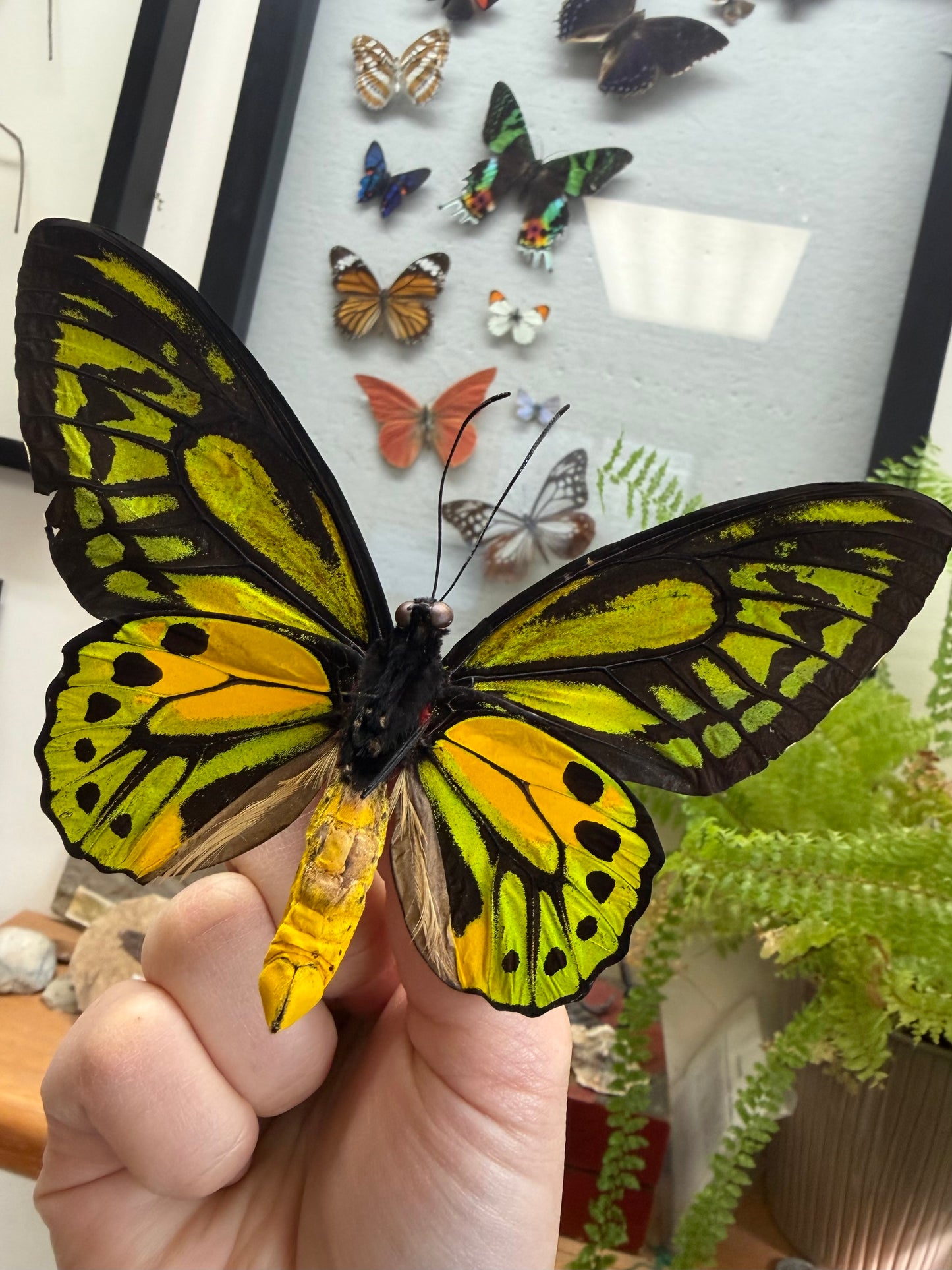Spread Wallace's Golden Birdwing Butterfly Lot 304