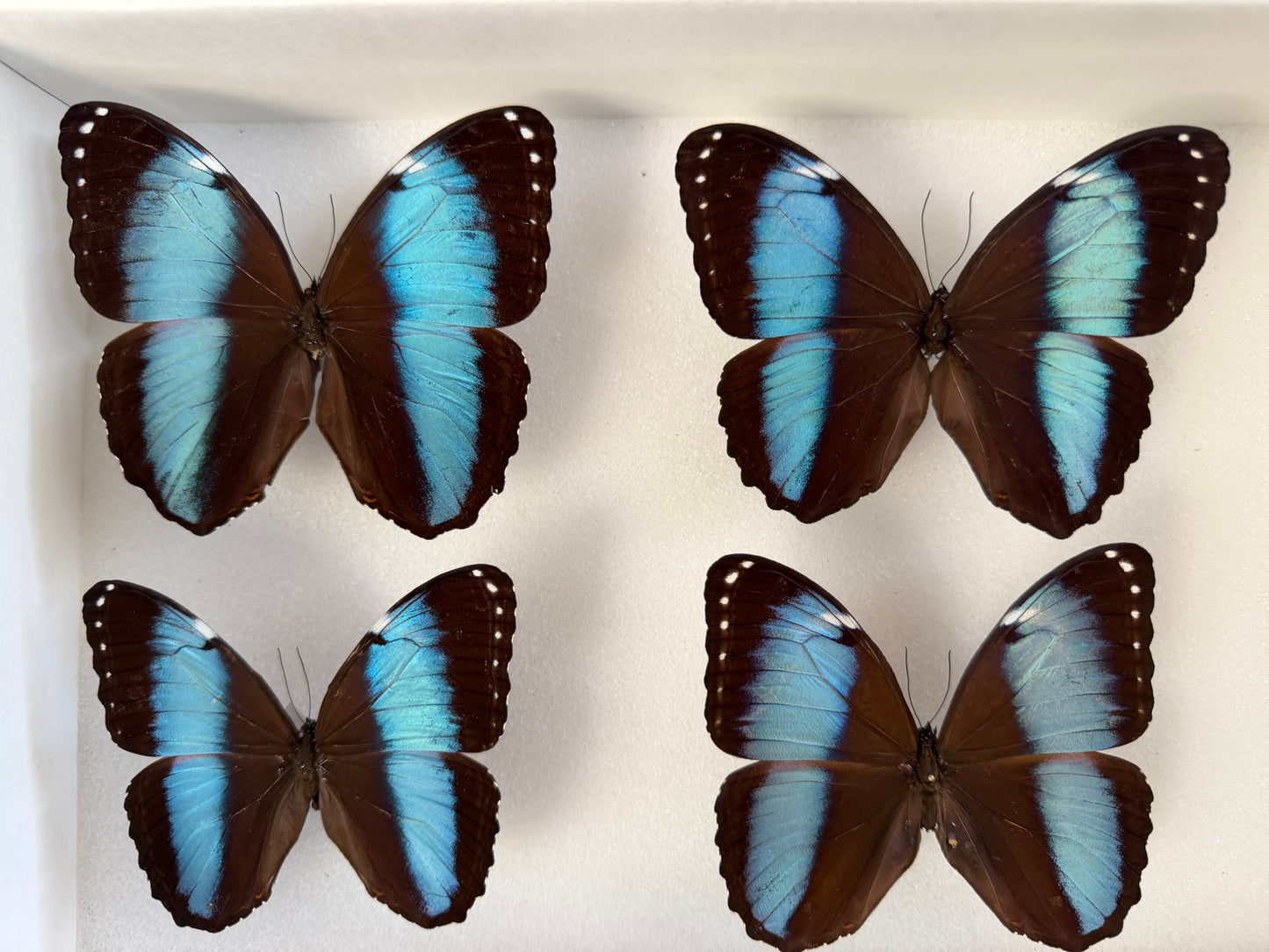 Morpho achilles, Blue-Banded Morpho, SPREAD Lot 313