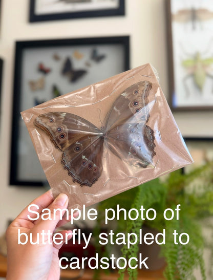 Morpho achilles, Blue-Banded Morpho, SPREAD Lot 313