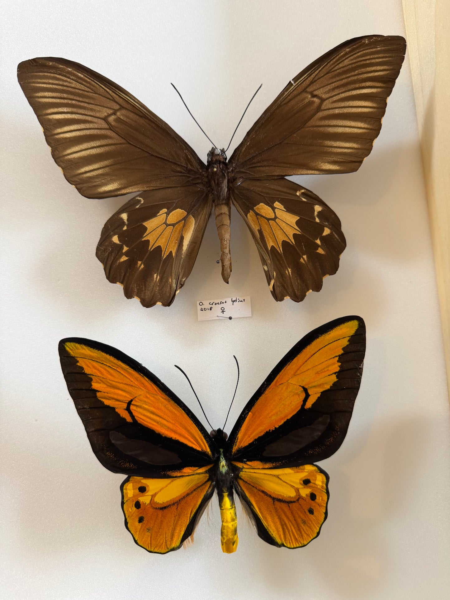 2 Spread Wallace's Golden Birdwing Butterflies PAIR Lot 316