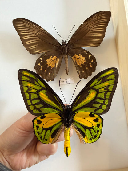 2 Spread Wallace's Golden Birdwing Butterflies PAIR Lot 316