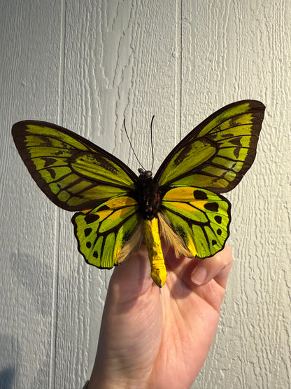 Spread Wallace's Golden Birdwing Butterfly, Male Lot 305