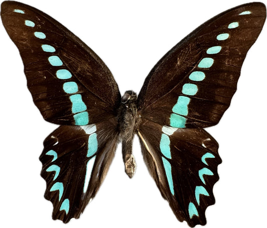 Milon's swallowtail 'Graphium milon'