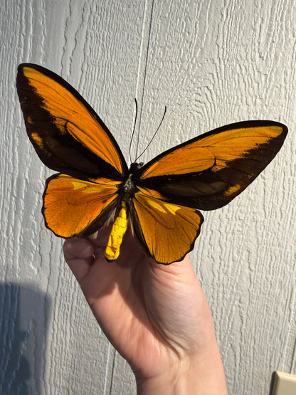Spread Wallace's Golden Birdwing Butterfly, Male Lot 305