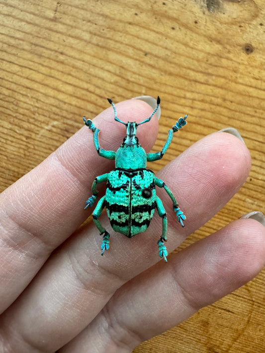 Blue/Green Weevil Beetle 'Eupholus chevrolati'