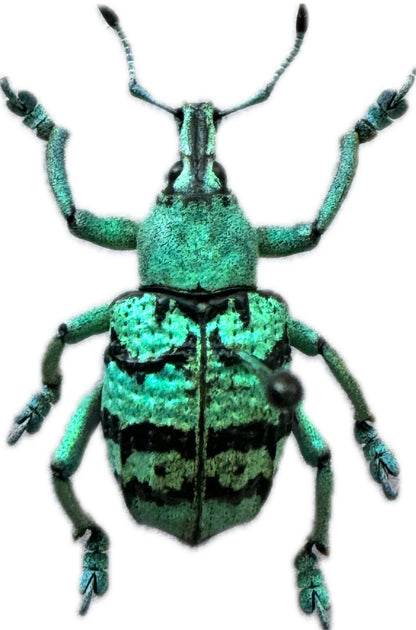 Blue/Green Weevil Beetle 'Eupholus chevrolati'