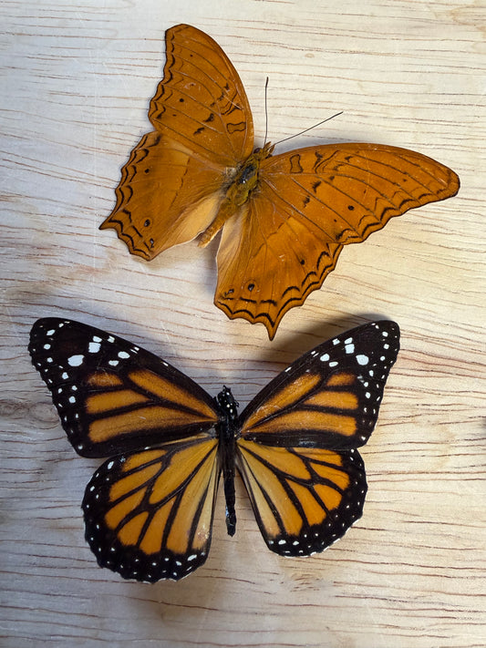 2 Spread butterflies, not framed Lot 501