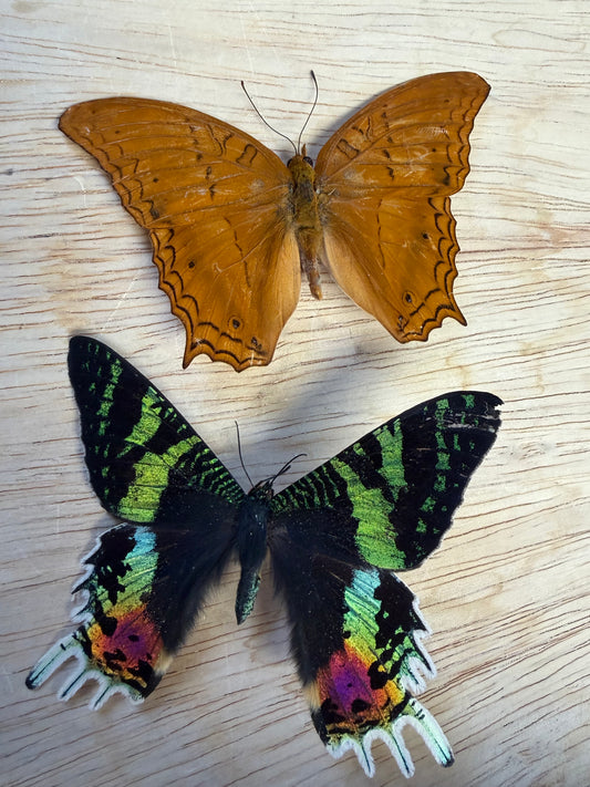 2 Spread butterflies, not framed Lot 502