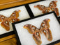 Atlas moth 'Attacus lorquini' SPREAD and FRAMED