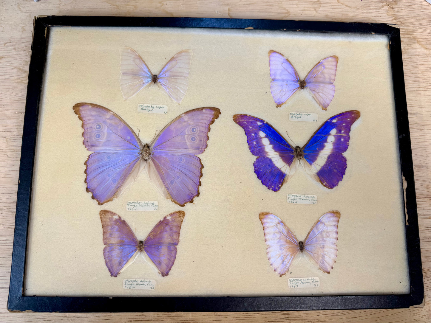 Vintage Framed Morpho Collection
