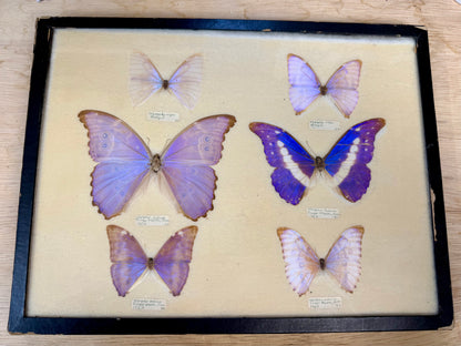 Vintage Framed Morpho Collection
