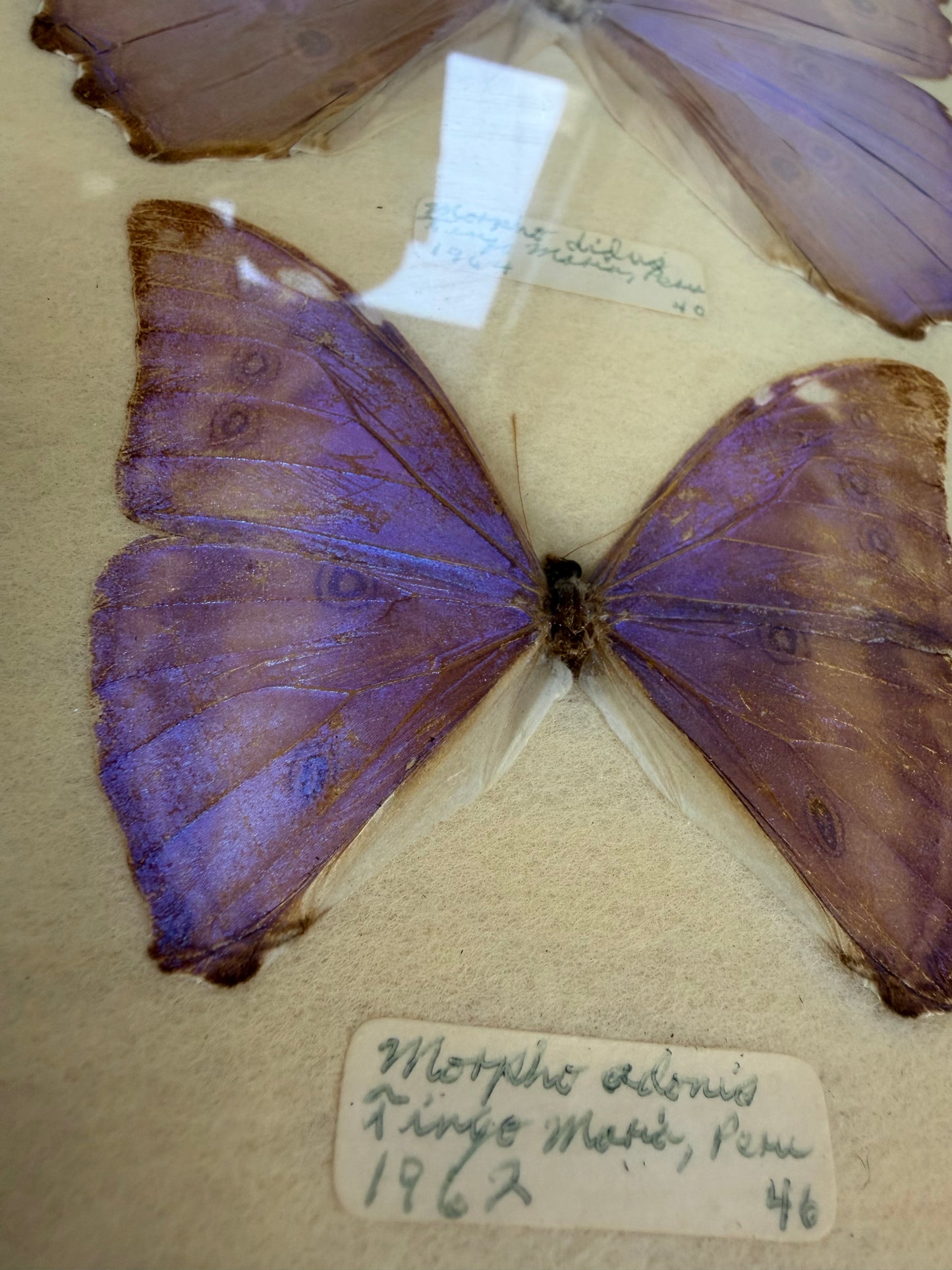Vintage Framed Morpho Collection