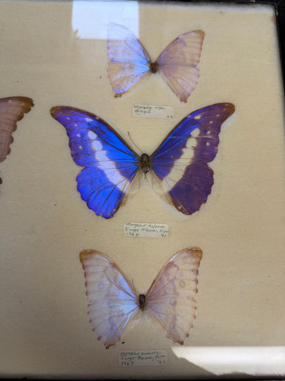 Vintage Framed Morpho Collection