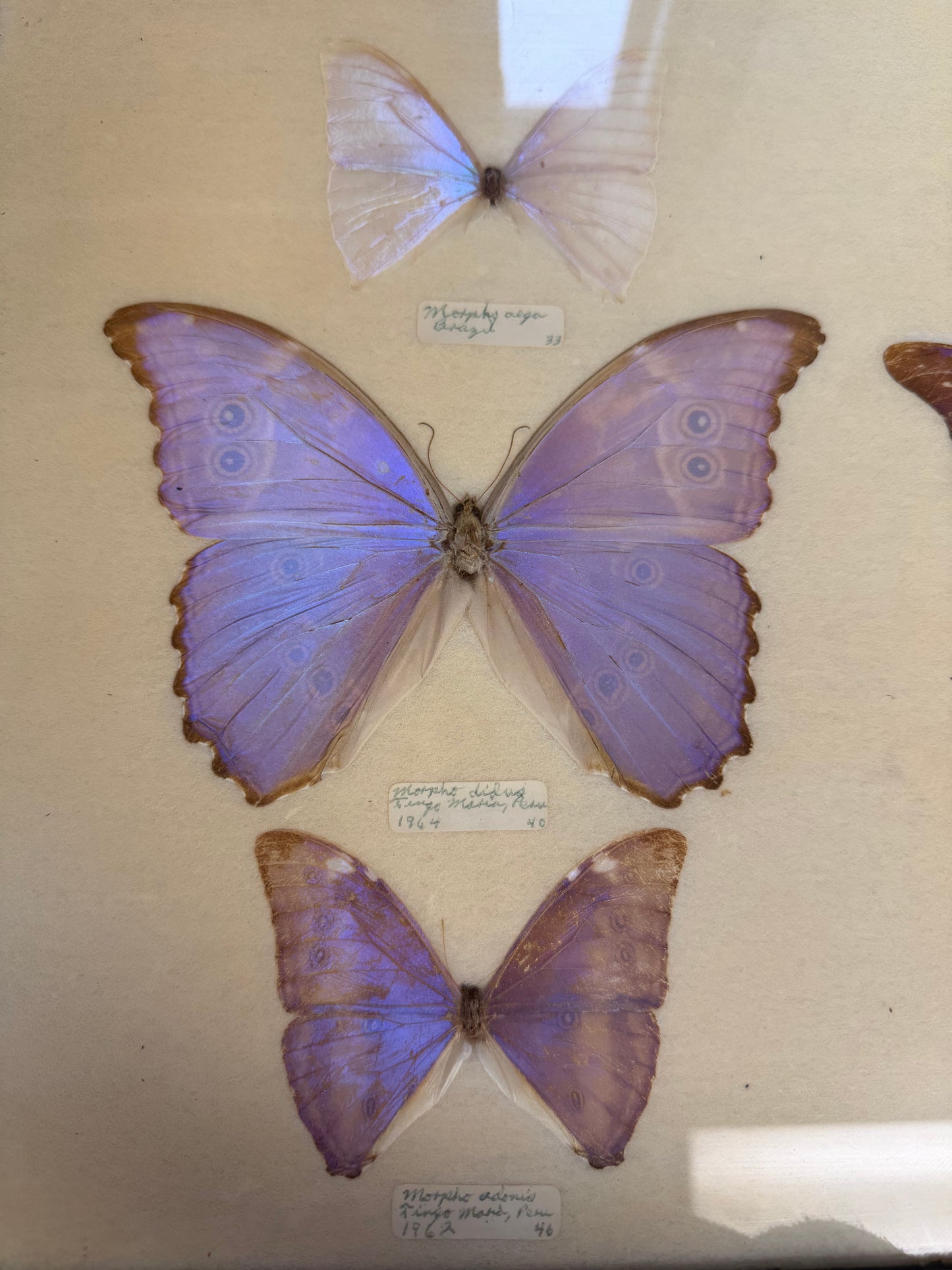 Vintage Framed Morpho Collection