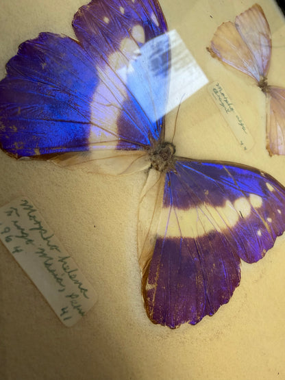 Vintage Framed Morpho Collection